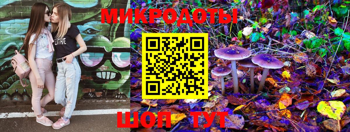 Галлюциногенные грибы Psilocybe Камень-на-Оби